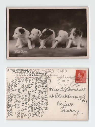 Postcard the quins - postcard,