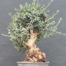 Olivastro Pre Bonsai  Olea