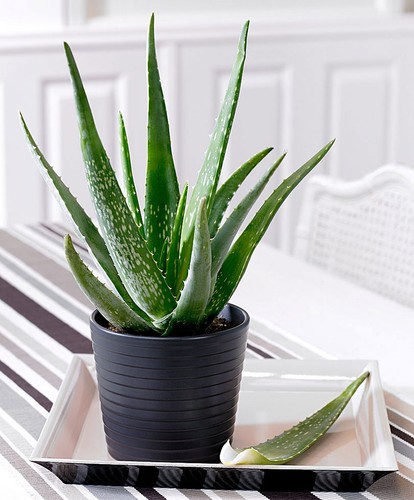 Pianta aloe vera in - di, vaso