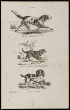 1867 - Cane Spaniel Inglese