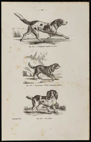 1867 cane spaniel inglese - 1867,