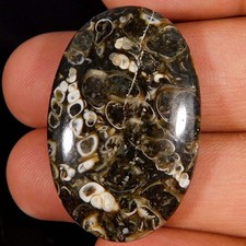 Cabochon ovale fossile di turritella naturale incredibile 42,45 ct. Pietra pr...