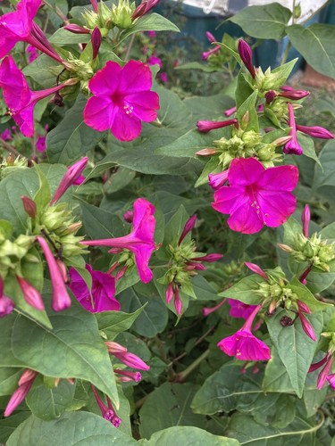 Due tuberi mirabilis - due,