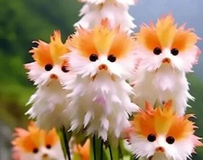 10 semi di ORCHIDEA GATTO