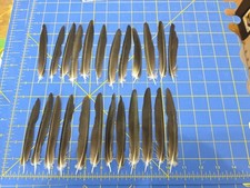 Y86 lotto di 24 piume di coda