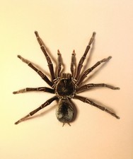 Entomology Taxidermy 