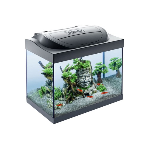 Tetra acquario vetro - acquario, in