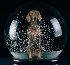 William wegman sno glo - glo', 2021