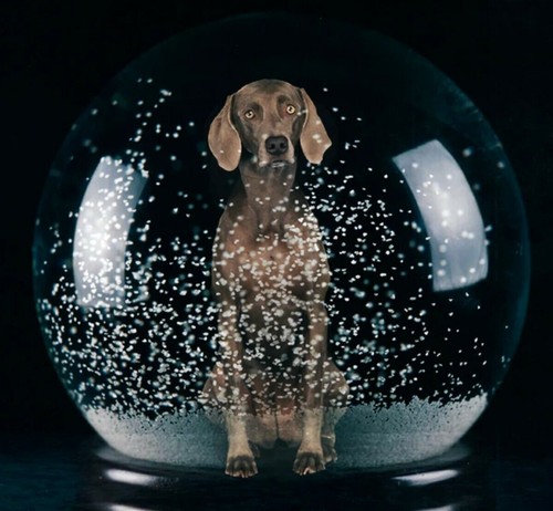 William wegman sno - glo', 2021