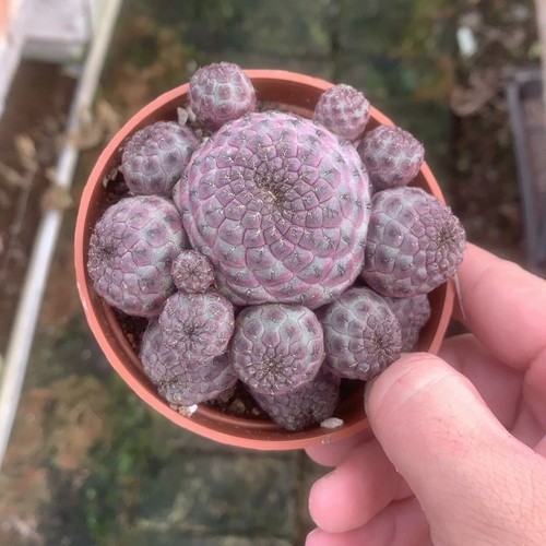 8cm pianta cactus - di,