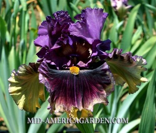 Iris creature of the - iris, tb,