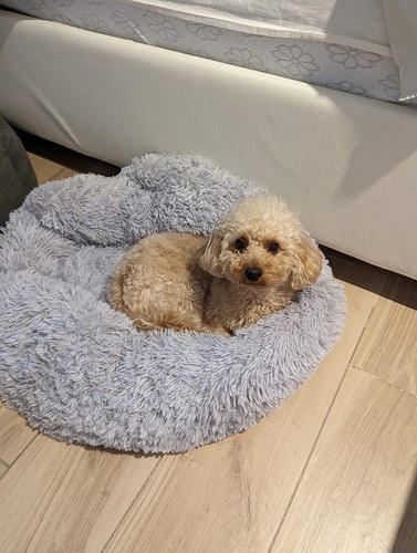 Cuccia cane interno - cuccia,