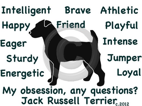 Jack russell terrier - jack,
