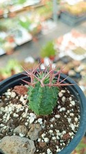 Euphorbia stellispina