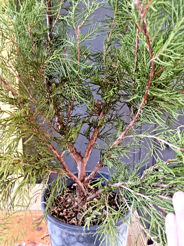 Bonsai ginepro juniperus - ginepro,