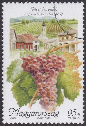 Esemplare uva cirfandli - uva,