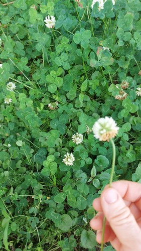 2000 semi trifoglio - 2000, semi☘️trifoglio