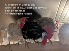 12 uova da cova galline da