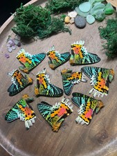 Urania ripheus lotto
