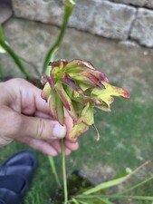 Sarracenia L55MK 'Tarnok'