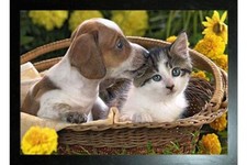 CUCCIOLO E GATTINO CON CORNICE