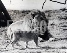 Foto vintage California, Leone con cucciolo, Stampa 20 x 25 cm