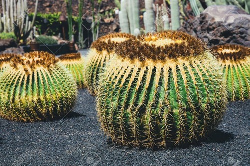 Semi echinocactus grusonii - semi, di