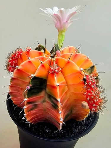 Cactus potente fantasia - cactus,