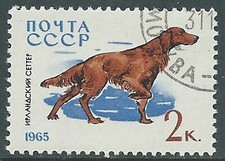 1965 RUSSIA USATO CANI DI RAZZA SETTER IRLANDESE 2 K - V18-8