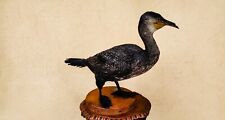 TROFEO CACCIA CORMORANO TASSIDERMIA TAXIDERMY BIRD UCCELLO IMBALSAMATO PALCO