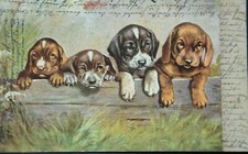 48272 AK Cani Cuccioli Di