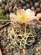 Pediocactus peeblesiana RP 117