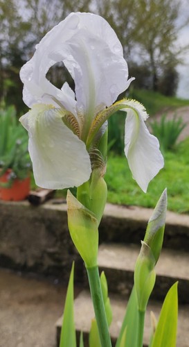 Rizomi iris germanica - iris,