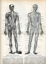 Antica stampa anatomia