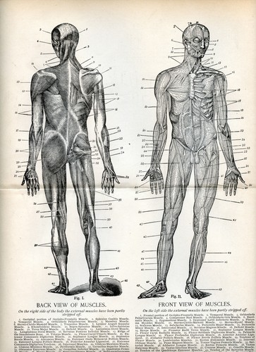 Antica stampa anatomia