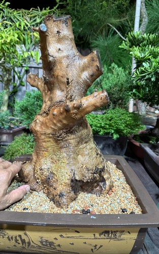 Bonsai olivastro cono - bonsai, a