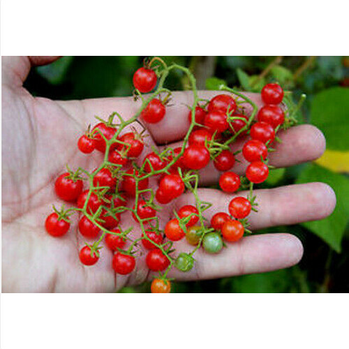 Solanum pimpinellifolium - solanum,