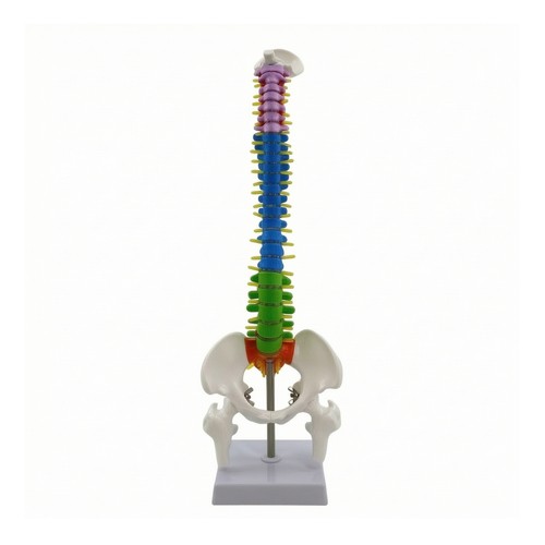 Modello anatomico della - modello,
