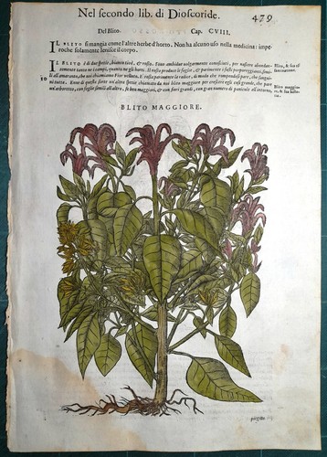 Stampa antica mattioli - antica,