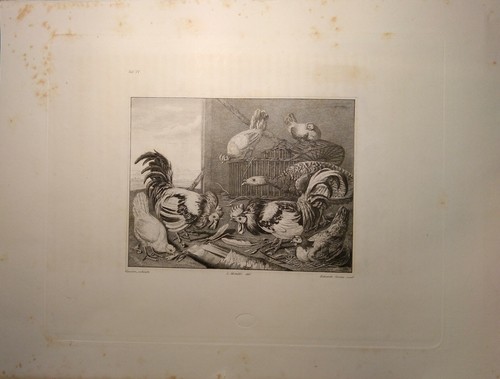 Stampa antica galli galline - stampa,