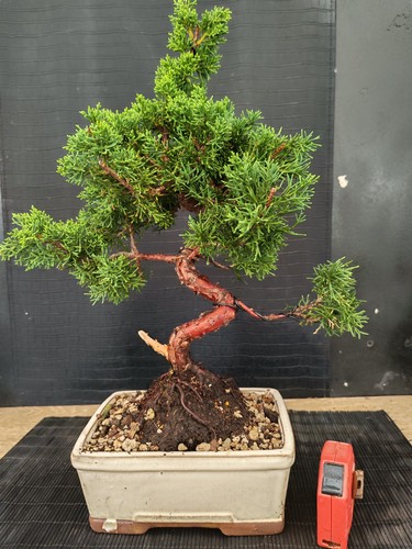 Bonsai ginepro chinesis cm - bonsai,