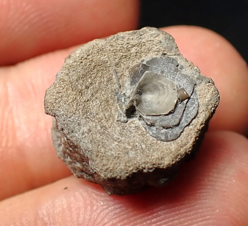 Fossil ichthyosaur bone