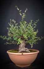 Quercia da sughero (Quercus suber)