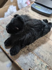 Schipperke Club Of America