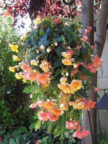 Sale2528 begonia pendula - begonia,