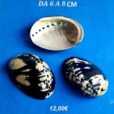 CONCHIGLIA , HALIOTIS