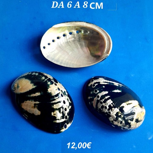 Conchiglia haliotis - ,,