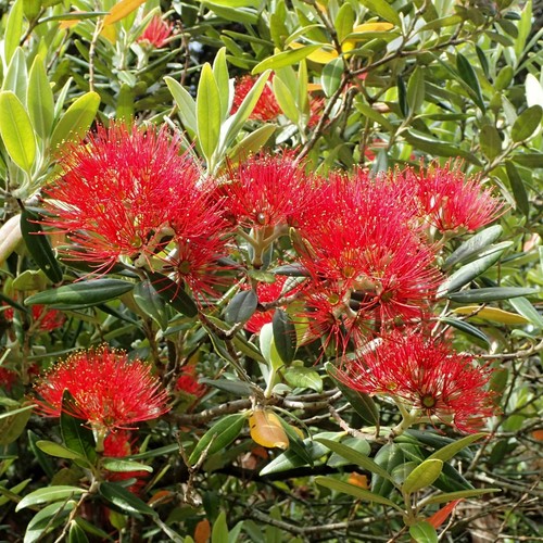Metrosideros excelsa - metrosideros, –