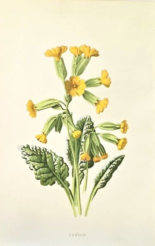 1890 primula antica - primula,