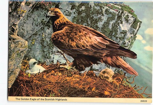 Cartolina aquila oro - cartolina, d'oro